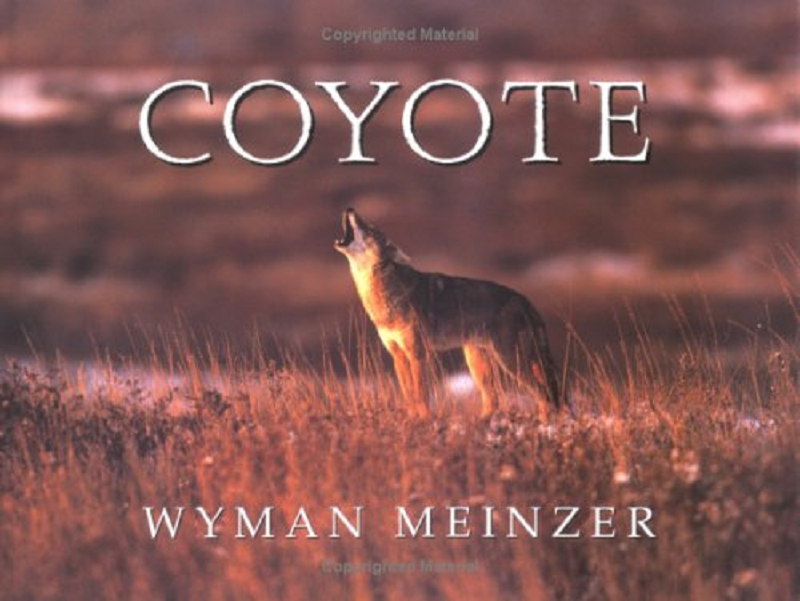 Coyote